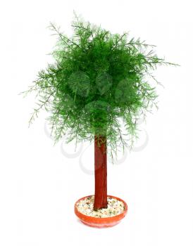 decorative tree is a flowerpot isolated on white background