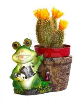 frog a flowerpot and flowering cactus isolated on white background
