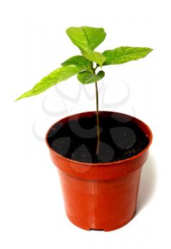 green plant is a flowerpot isolated on white background
