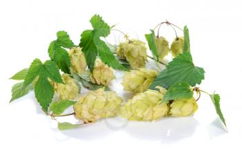 hop ingredient for beer isolated on white background