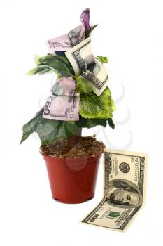 money tree and dollars isolated on white background