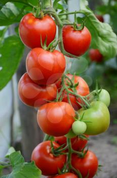 red tomatoes on a branch