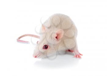 mouse isolated on white background