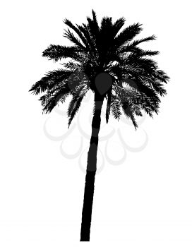 silhouette of palm trees realistic vector illustration isolated on white background