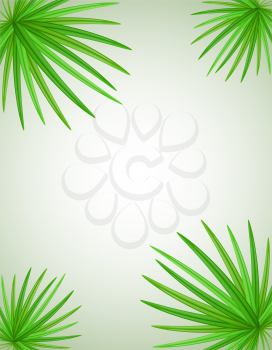 palm branch vector illustration isolated on white background