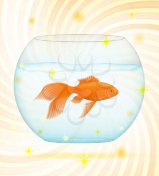 gold fish in a transparent aquarium isolated on white background
