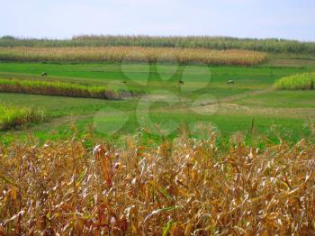 Corn in the field