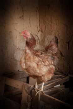 portrait of a chicken