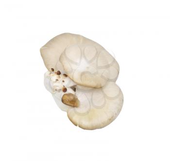 Oyster mushrooms on a white background 