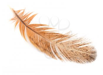 golden feather on a white background