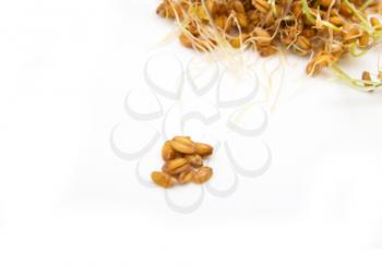 sprouted wheat on a white background
