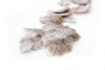 feathers on a white background
