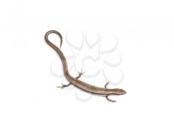 One small lizard on a white background 