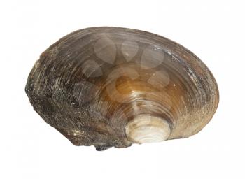 River Shell