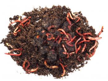 red worms in compost - bait for fishing 