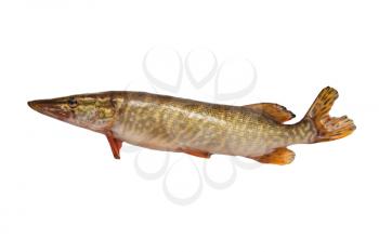 pike on a white background