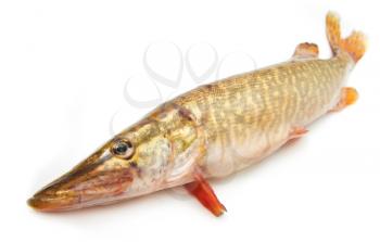pike on a white background