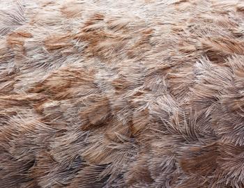 Ostrich bird feather brown texture background 