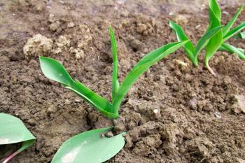 Young leaves of tulips on the earth
