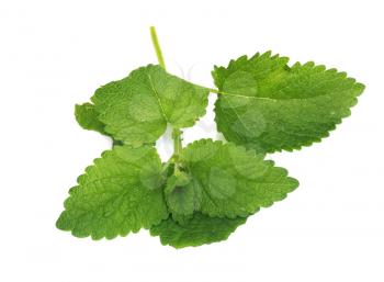Green mint. Isolated over white