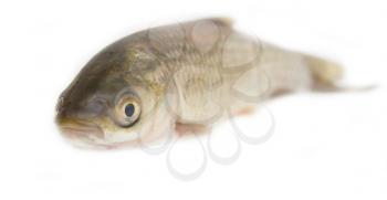 grass carp isolated on white 
