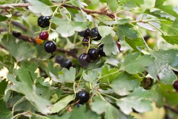 The ripened black currant on a branch 