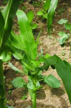 Green leaves of corn as a background