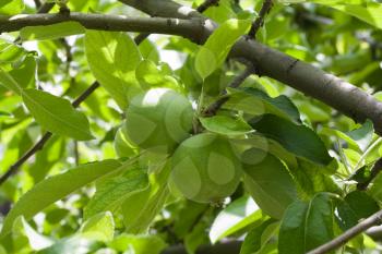 Two green apples on branch