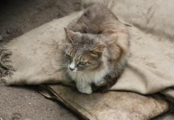 cat with green eyes