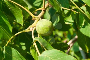 Green walnut growing on a tree close up 