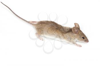 mouse on a white background