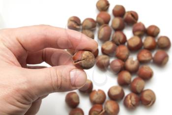 hazelnuts in hand on white background