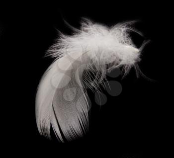 feather on the black background 