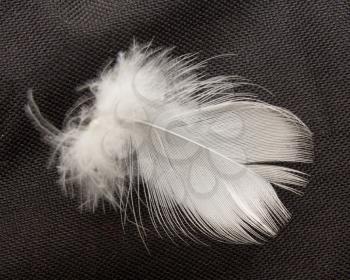 feather on the black background 