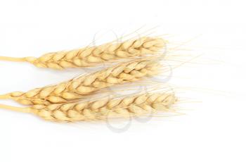 Spike of wheat isolated 