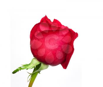 Red rose on white background 