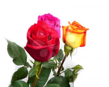 Bouquet of roses on a white background