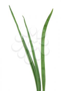 Spring onion isolated on white background.Green onion 