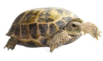 tortoise isolated on white background 