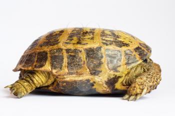 terrapin on white background 