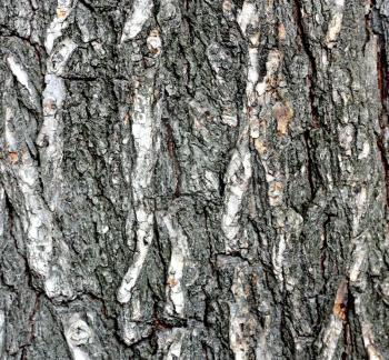 The oak bark texture