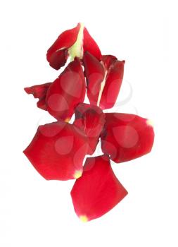 Rose petals isolated on white 