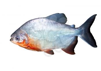 Piranha fish in water With Clipping Path 
