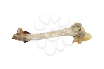 bones of the hen 