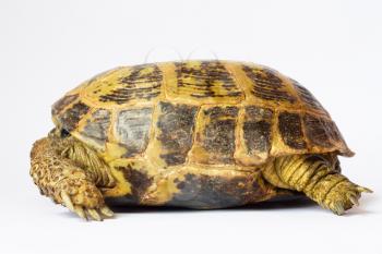 terrapin on white background 