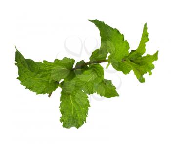 mint on a white background