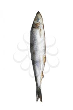 Herring. Image series of different food on white background 