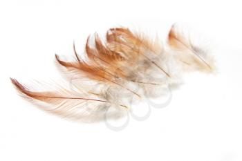 orange feathers on a white background