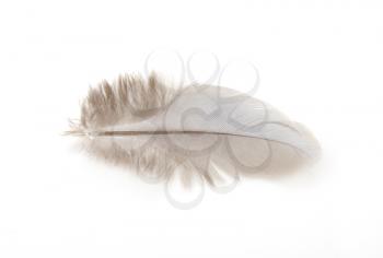 Feather of a pigeon on a white background