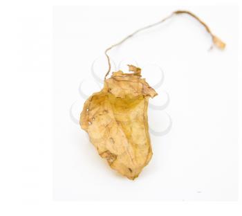 dry leaf on a white background